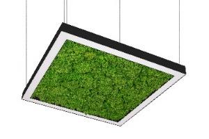 DA-HOGWEED G LED - Image 2