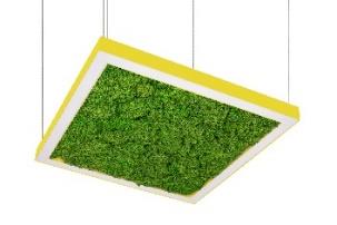 DA-HOGWEED G LED - Image 4