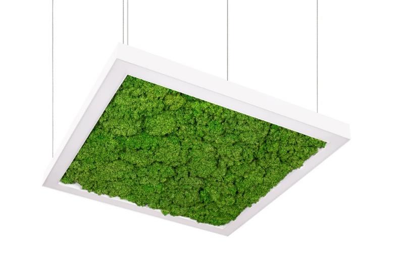 DA-HOGWEED G LED - Image 7